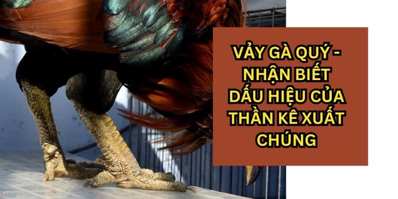 Vảy Gà Quý - Khám Phá Đặc Điểm Tạo Nên Thần Kê Đẳng Cấp