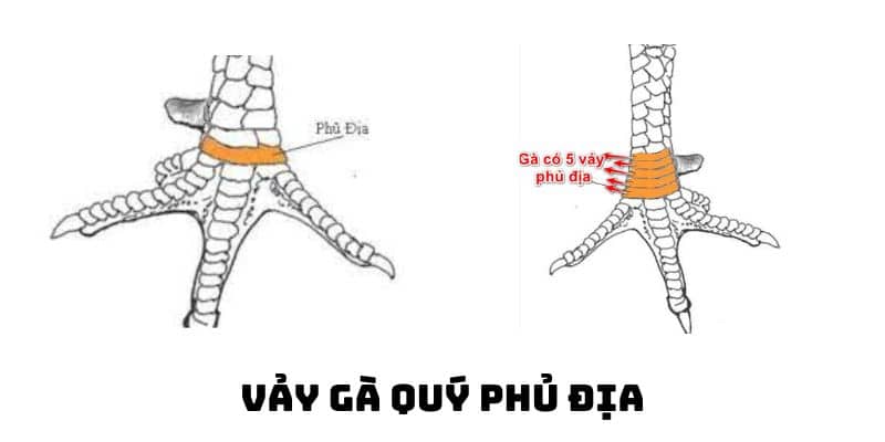 Tổng hợp 5+ loại vảy quý được sư kê săn đón