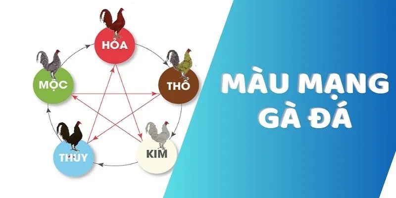 Màu Mạng Gà Đá - Bí Quyết Tăng Tỷ Lệ Thắng Cho Người Chơi